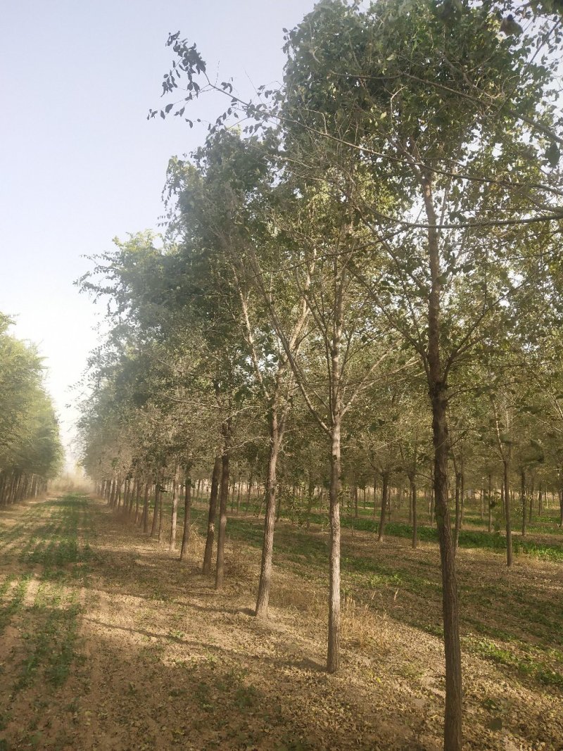 【荐】榆树苗榆树苗基地一手货源产地直供品质保障