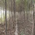 【荐】榆树苗榆树苗基地一手货源产地直供品质保障