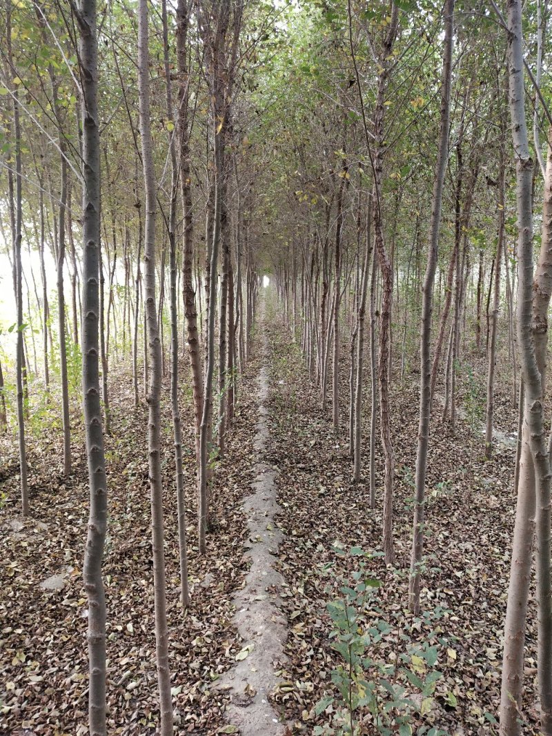 【荐】榆树苗榆树苗基地一手货源产地直供品质保障