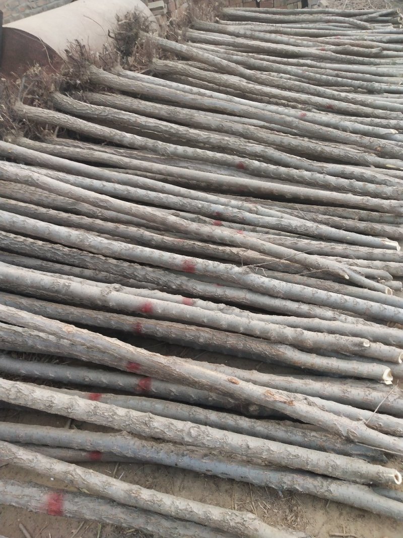 【荐】榆树苗榆树苗基地一手货源产地直供品质保障