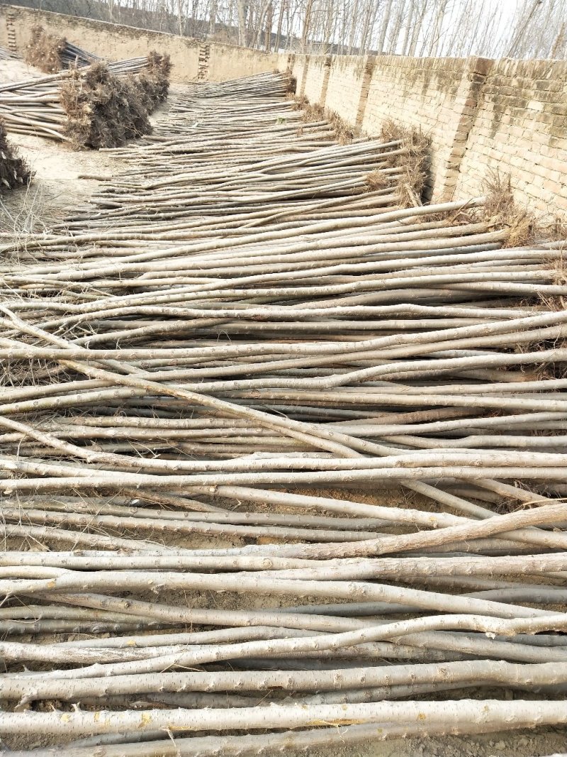 【荐】榆树苗榆树苗基地一手货源产地直供品质保障