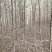 【荐】榆树苗榆树苗基地一手货源产地直供品质保障