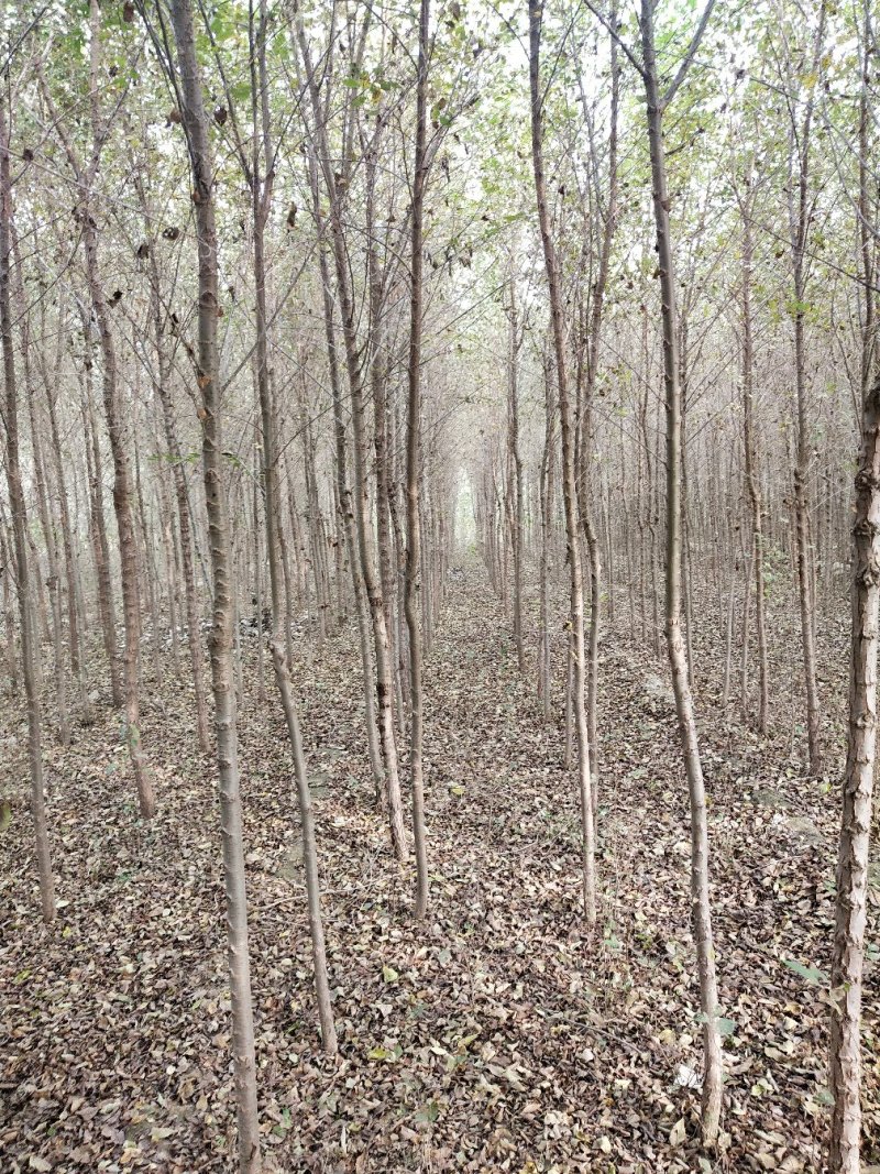 【荐】榆树苗榆树苗基地一手货源产地直供品质保障