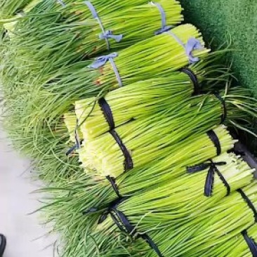 河南省漯河市临颍县蒜薹大量上市
