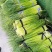 河南省漯河市临颍县蒜薹大量上市