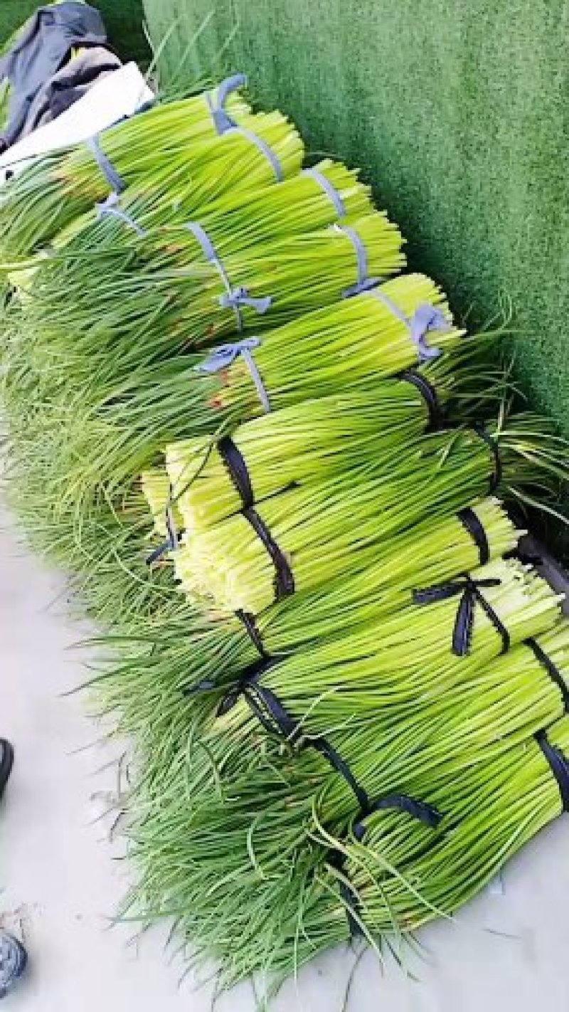 河南省漯河市临颍县蒜薹大量上市
