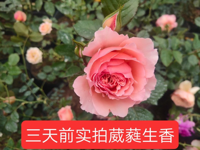 丰花月季爬藤月季小女孩安吉拉抓破美人脸蓝暴