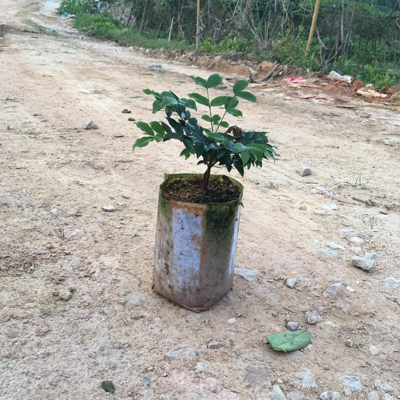 树葡萄嘉宝果树苗三年苗苗种植俩年可结果