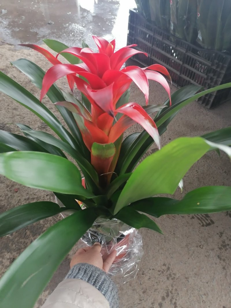 优质平头红凤梨，基地直发