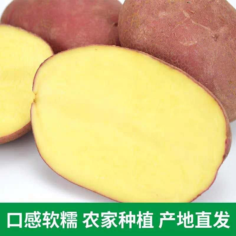 精品【内蒙土豆】红皮黄心，川引，雪川红,货源常年供货全国