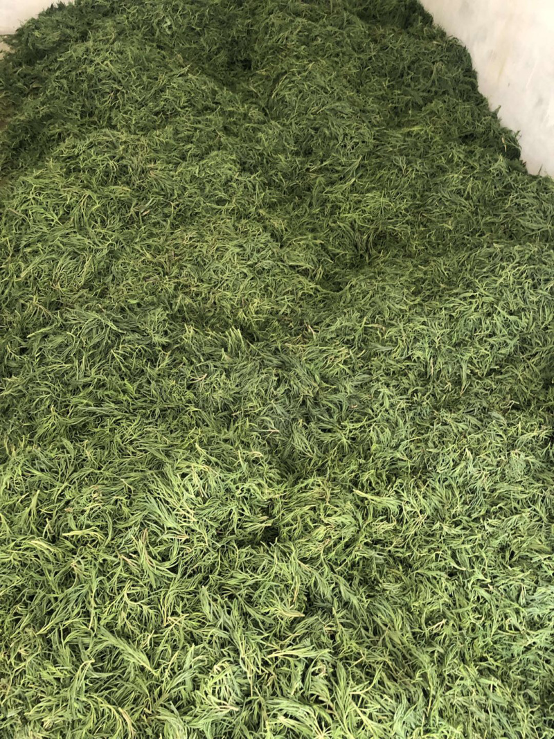 黄须菜-皇席菜/碱蓬菜/产地直发