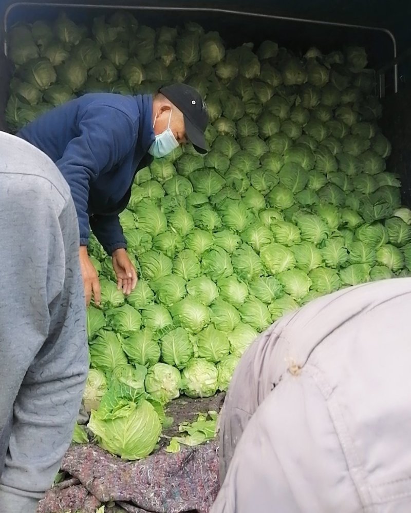 甘蓝中甘21大量上市产地直销