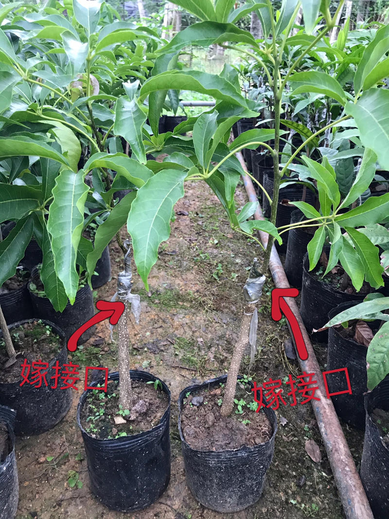 台湾新品种白柿W4冰淇淋苗正品嫁接苗杯苗