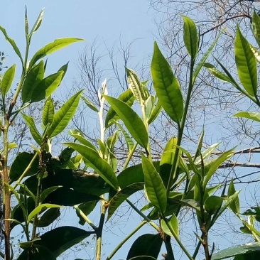 茶普洱茶
