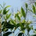 茶普洱茶