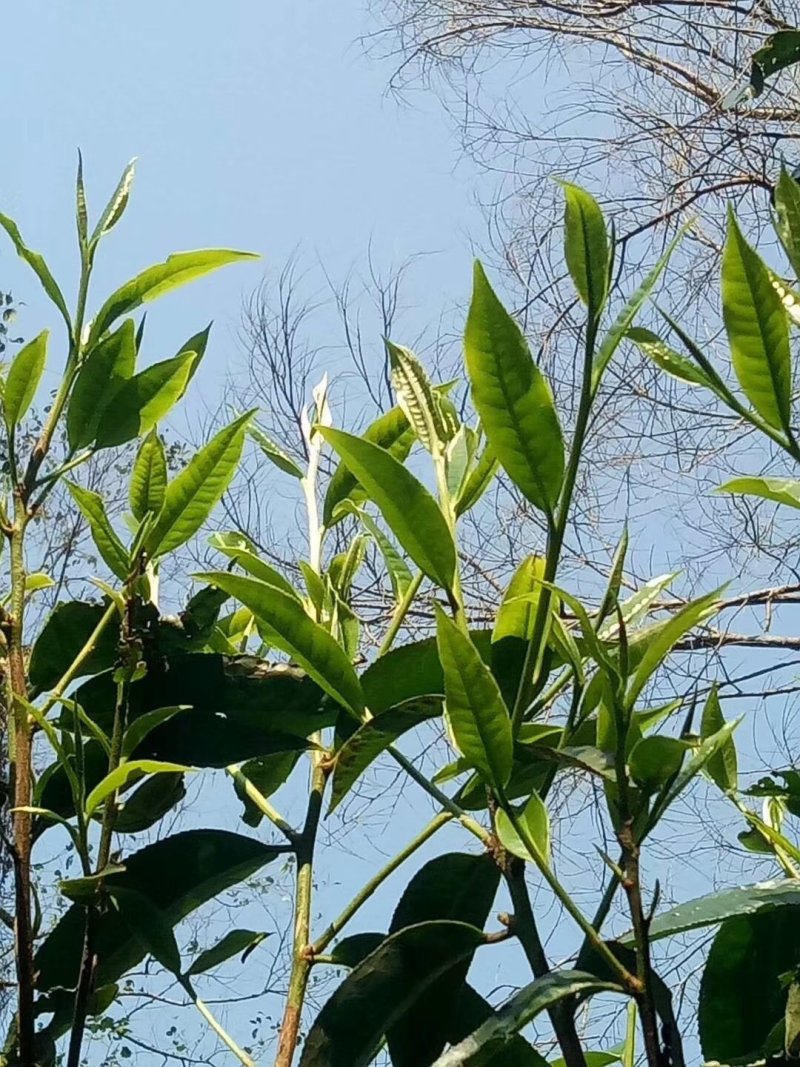 茶普洱茶