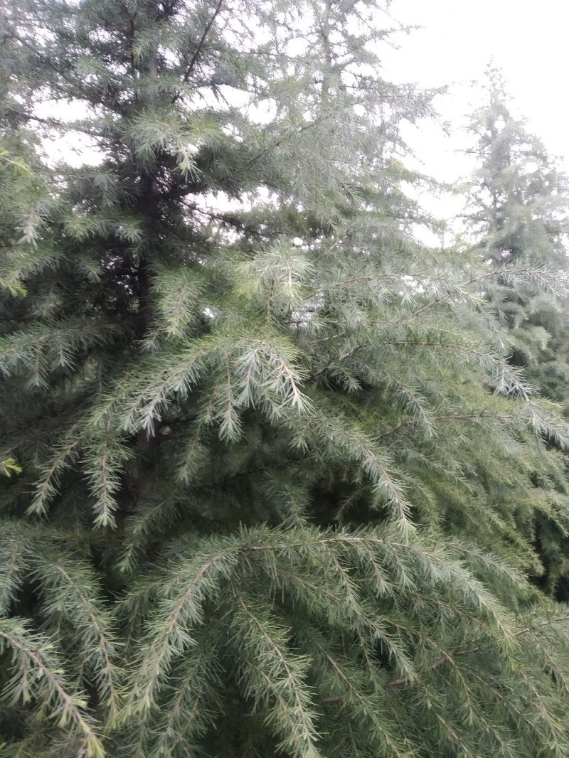 自己家种的雪松树形好，着急出售