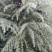 自己家种的雪松树形好，着急出售
