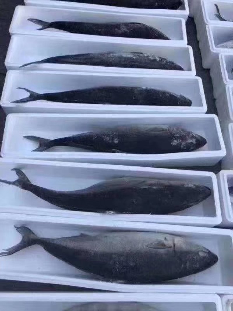 黄金鲅，10到20斤之间，一手货源，不包邮