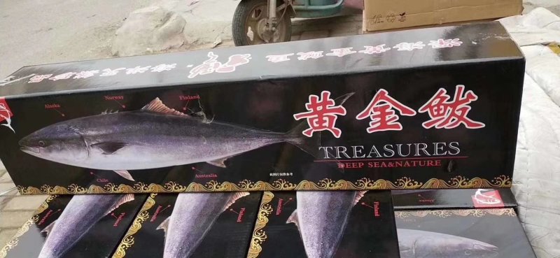黄金鲅，10到20斤之间，一手货源，不包邮