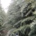自己家种的雪松树形好，着急出售