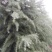 自己家种的雪松树形好，着急出售