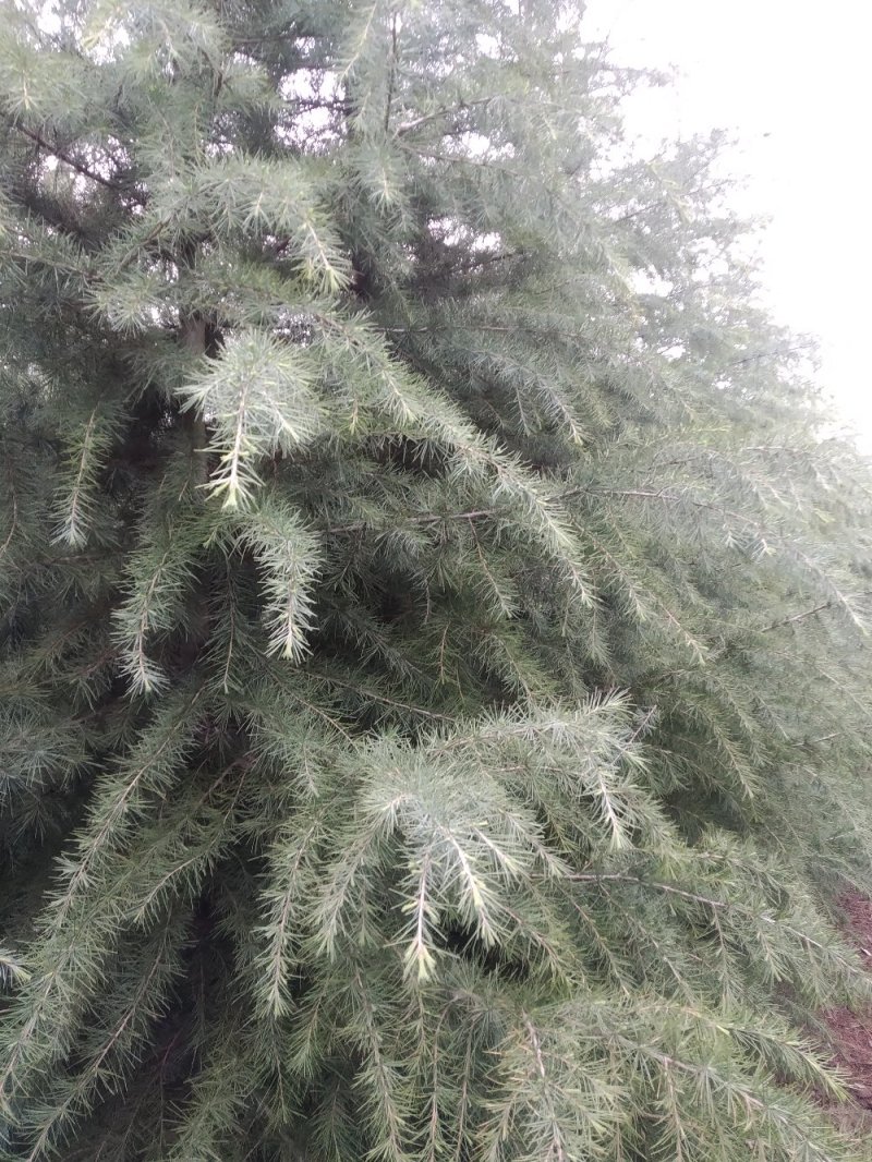 自己家种的雪松树形好，着急出售