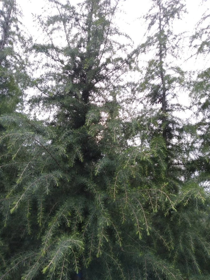 自己家种的雪松树形好，着急出售