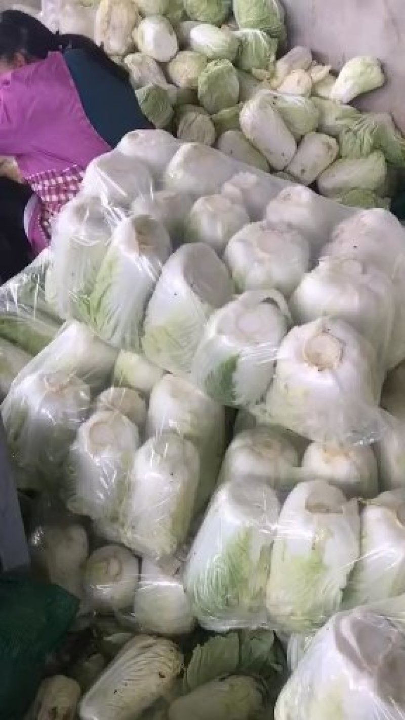 河北定州黄心大白菜种植基地