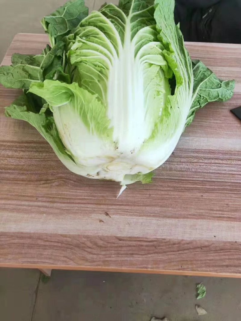 河北定州黄心大白菜种植基地