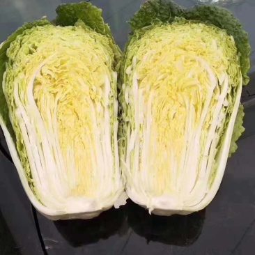 河北定州黄心大白菜种植基地
