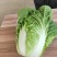 河北定州黄心大白菜种植基地