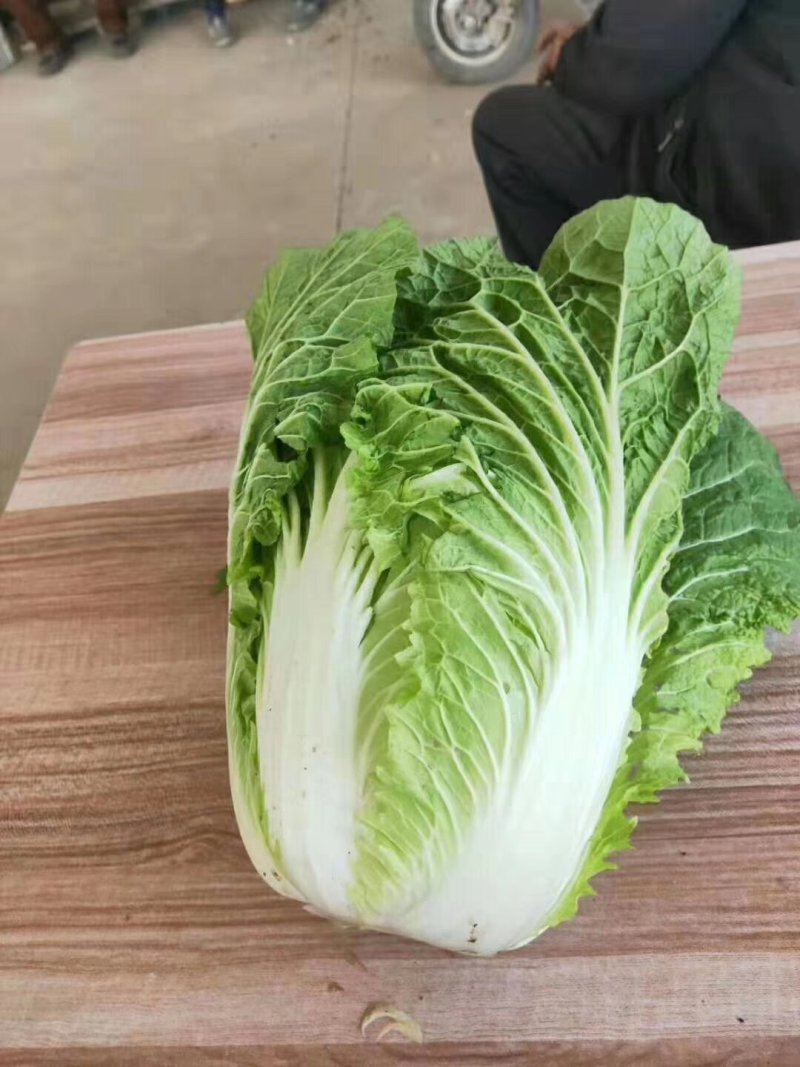 河北定州黄心大白菜种植基地