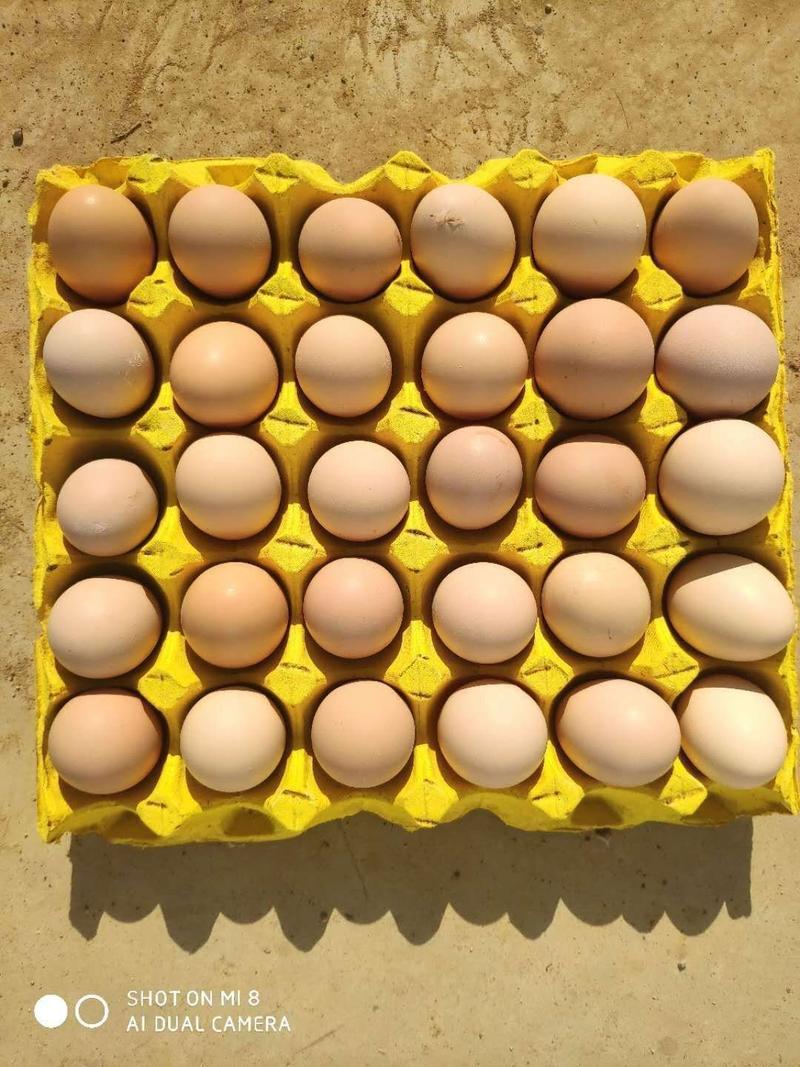 【粉蛋】禽蛋购销合作社，常年供应，破损包赔，一手货源