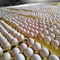 散养鸡蛋，360枚装45斤，全国发车！一手货源，破损包赔