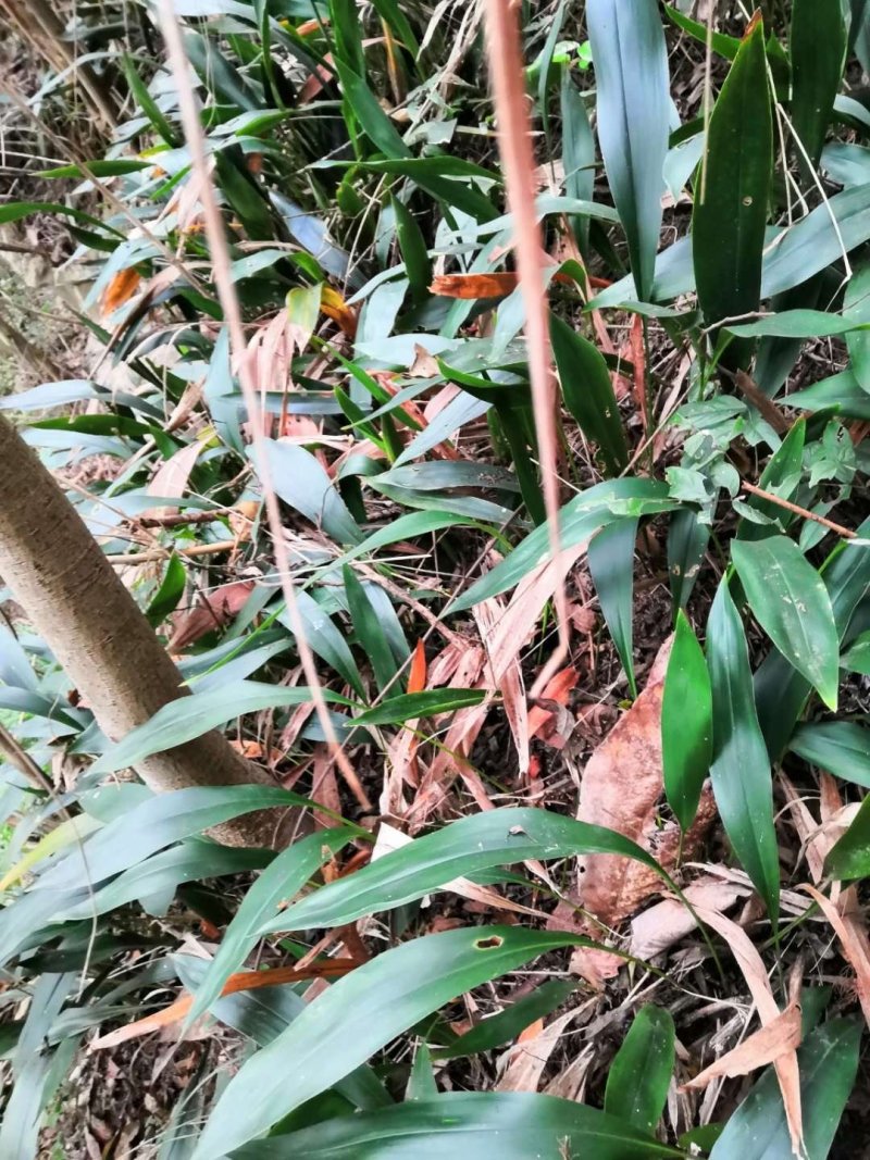 蜘蛛抱蛋--