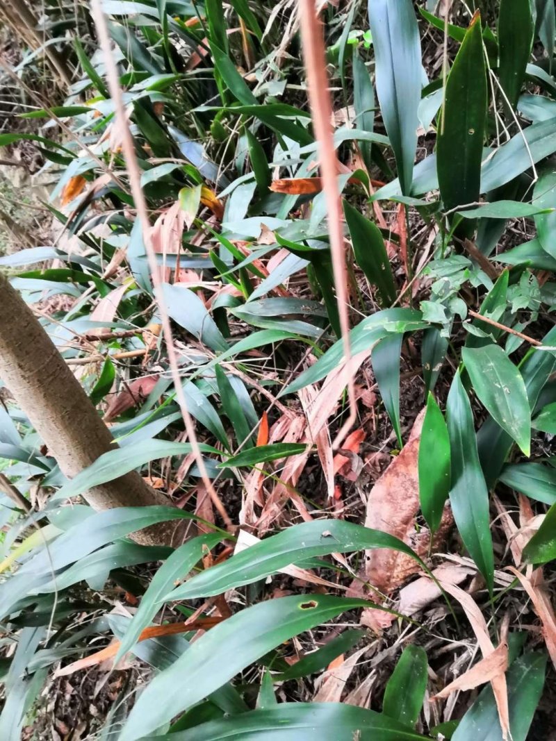 蜘蛛抱蛋--