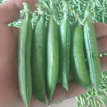 豌豆荚大量上市，现摘现装，大量供应市场，电商，社区团购