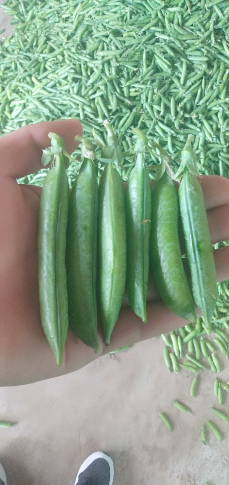 豌豆荚大量上市，现摘现装，大量供应市场，电商，社区团购