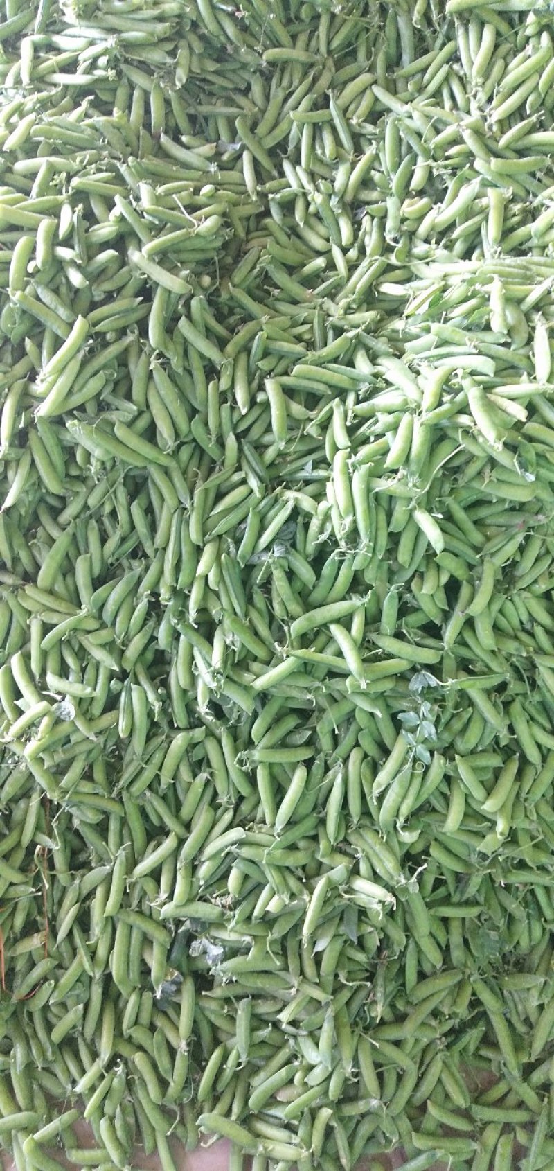 豌豆荚大量上市，现摘现装，大量供应市场，电商，社区团购
