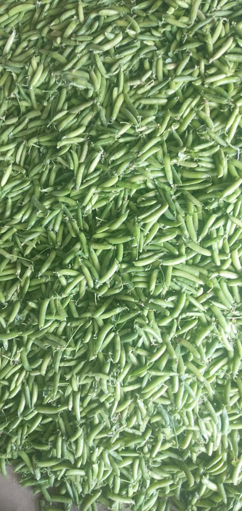 豌豆荚大量上市，现摘现装，大量供应市场，电商，社区团购