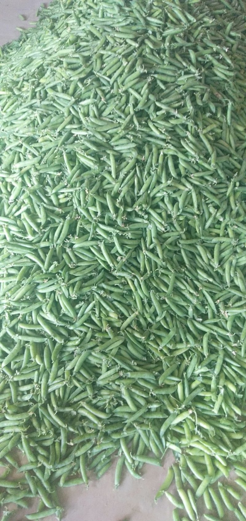 豌豆荚大量上市，现摘现装，大量供应市场，电商，社区团购