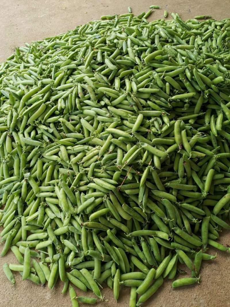 豌豆荚大量上市，现摘现装，大量供应市场，电商，社区团购