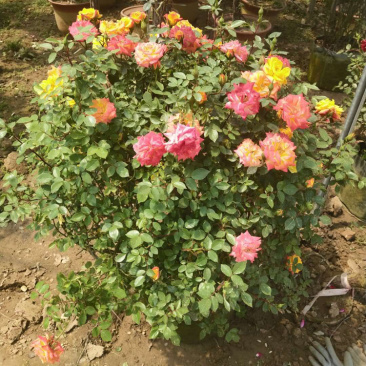欧洲月季花球品种月季爬藤月季藤本月季造型大花月季