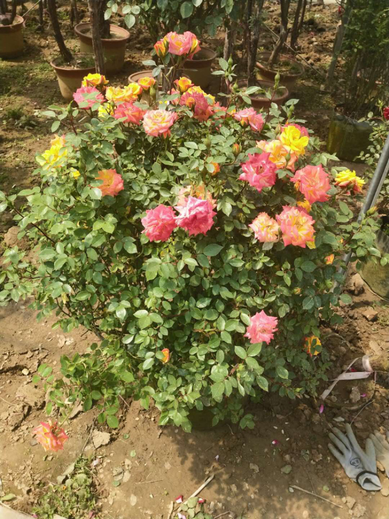 欧洲月季花球品种月季爬藤月季藤本月季造型大花月季