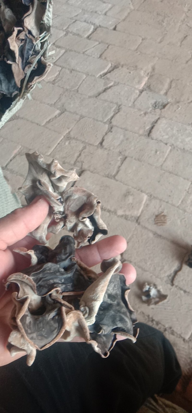 食用菌