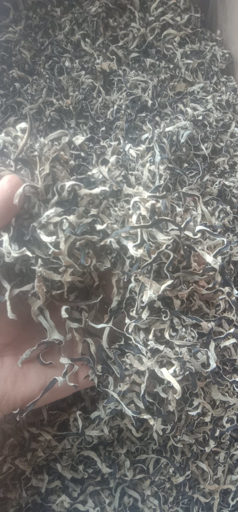 食用菌