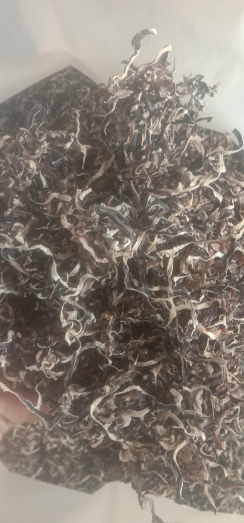 食用菌