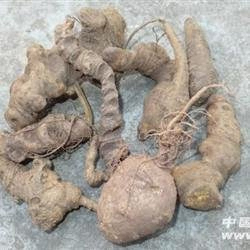 野生三七