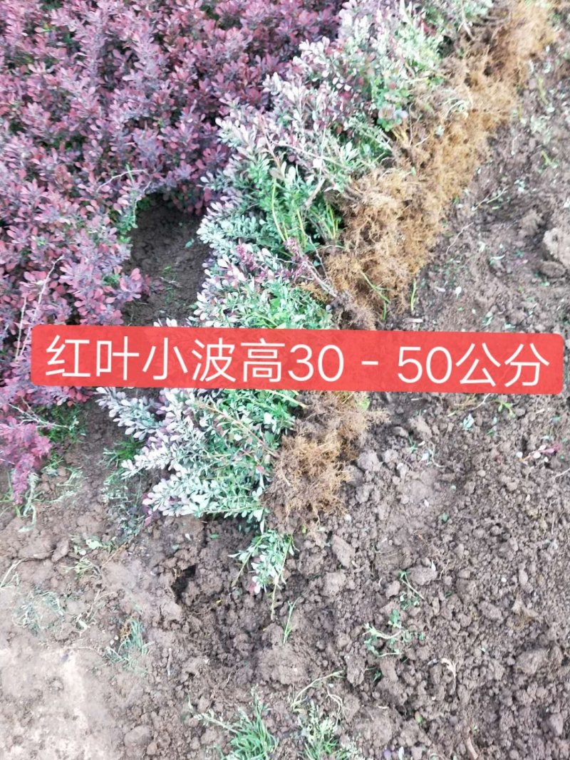红叶小波红叶小波苗红叶小波小苗红叶小波床苗包邮！